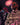 Nashid Chroma Art Unframed CXLL ME