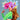 Nashid Chroma Art PXSITIONS
