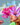Nashid Chroma Art PXSITIONS