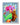 Nashid Chroma Art PXSITIONS